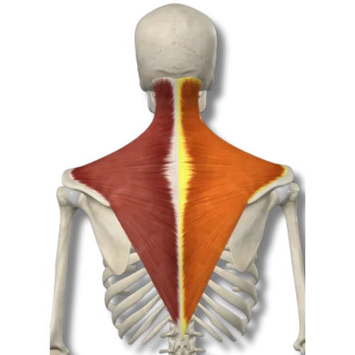 Treatment of Upper Trapezius muscle