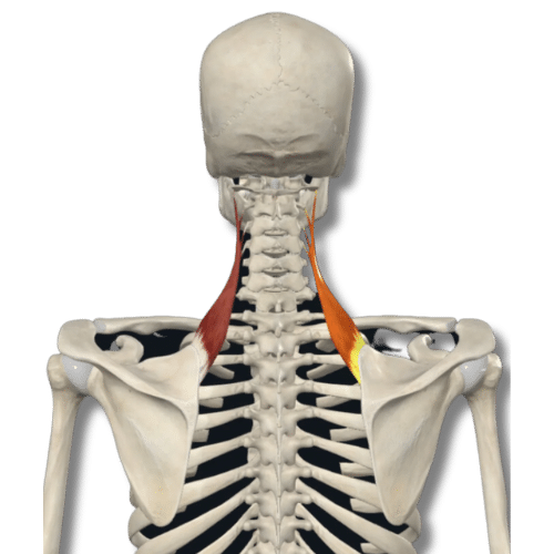 BEST way to treat Trapezius, Levator & SCM using Muscle energy techniques (METs)