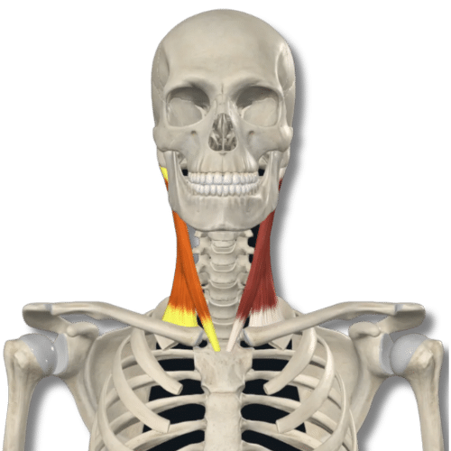 1.	MET Assessment and Treatment of the Sternocleidomastoid and Scalene Muscles