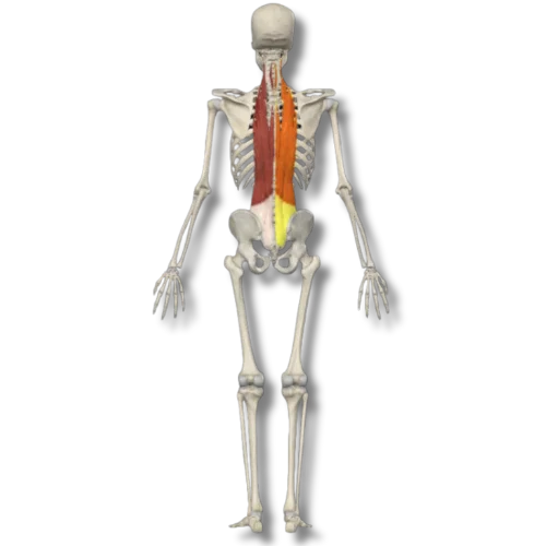 Way to lengthen the Lumbar Spine Erector muscles using METs 