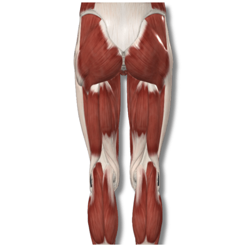 Hip Joint & Piriformis Muscle using Muscle Energy Techniques (METs)