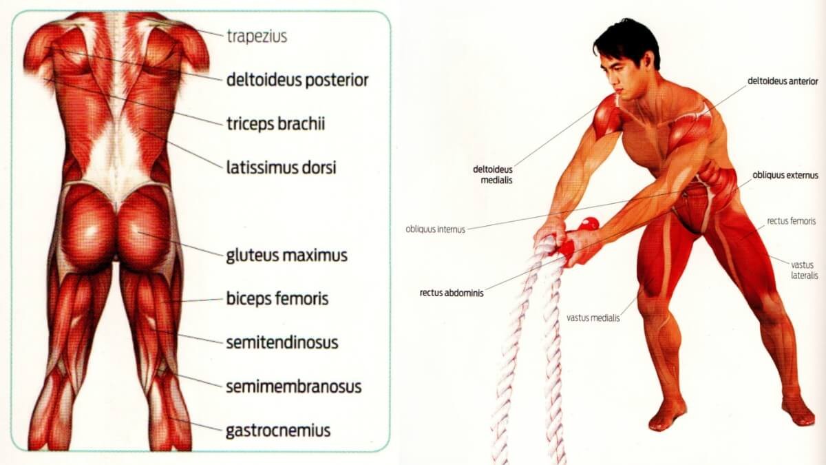 Paveiksliukas iš knygos 501 Core exercises. Kuriame pavaizduoti raumenys kokie aktyvuojami mankštinantis su kovos virvėm.