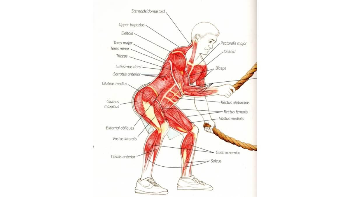 Kovos Virvių Nauda Sporte. Iliustracija iš knygos Anatomy for strength & fitness training.