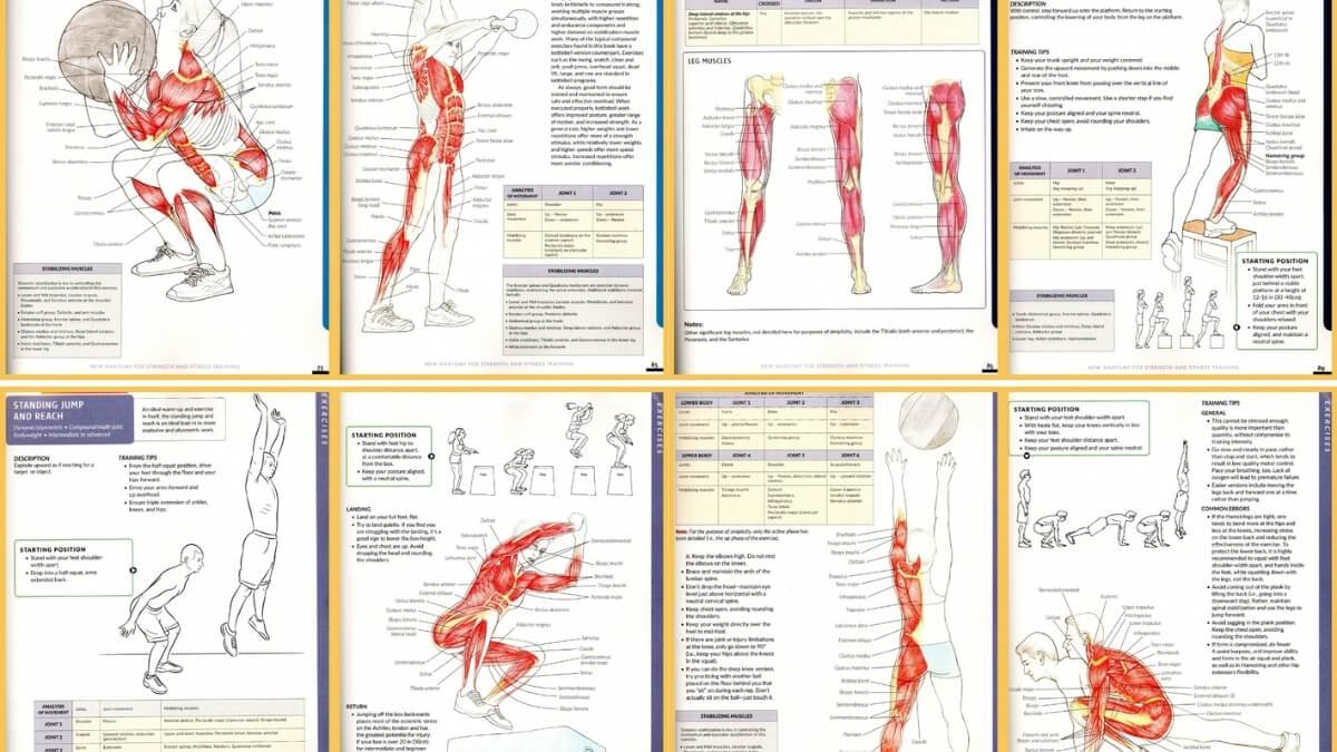 Apžvelgiama knyga anatomy for strenght & fitness training, pavaizduotos iliustracijos iš knygos turinio.