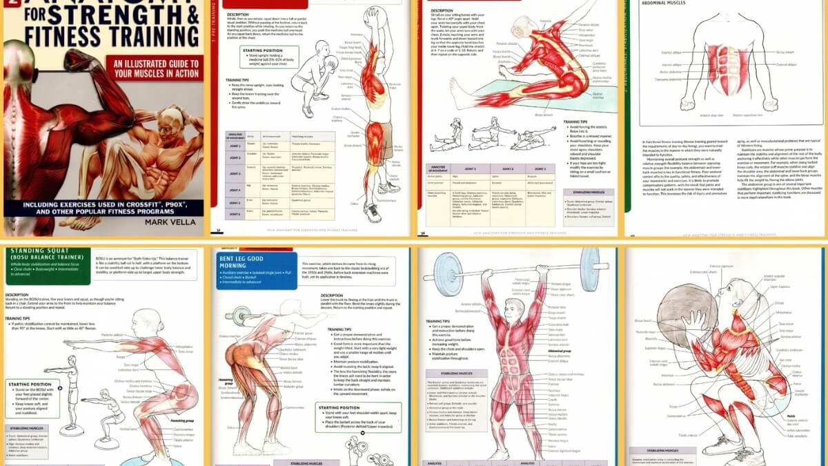 Knyga Anatomy for Strength & Fitness Training. atvaziduotos iliustracijos iš knygos, Anatomy for Strength & Fitness Training.