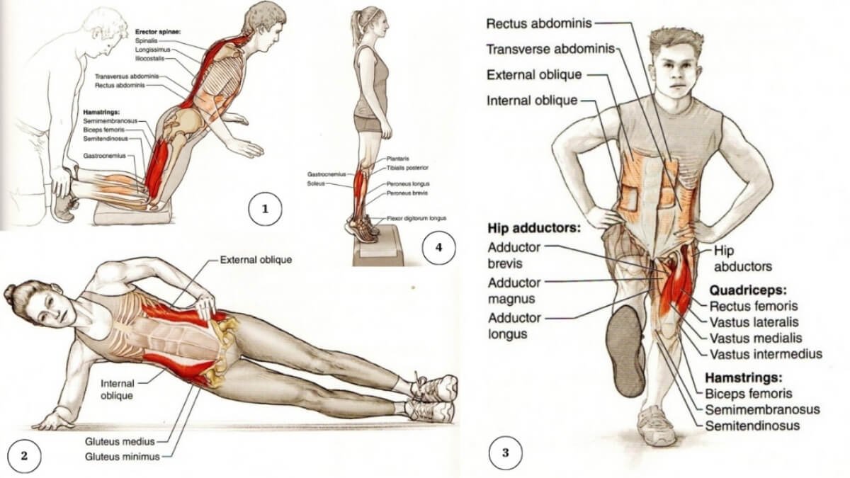 Apšilimas Sužalojimų Prevencijai (Warm-Up For Injury Prevention). Iliustracijos paimtos Iš knygos Sport Injury Prevention Anatom.