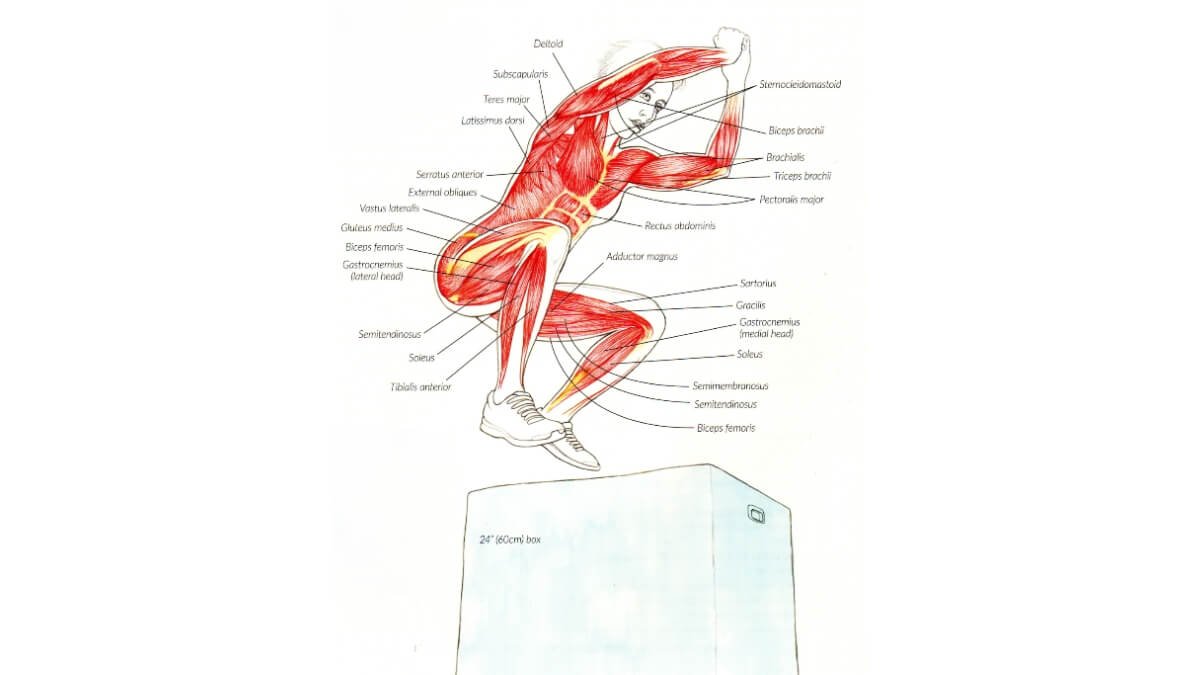 Pratimai Naudojant Pliometrinę Dėžę (BOX JUMPS EXERCISE). Pavaizduota iliustracija iš knygos Anatomy for strength & fitness training.