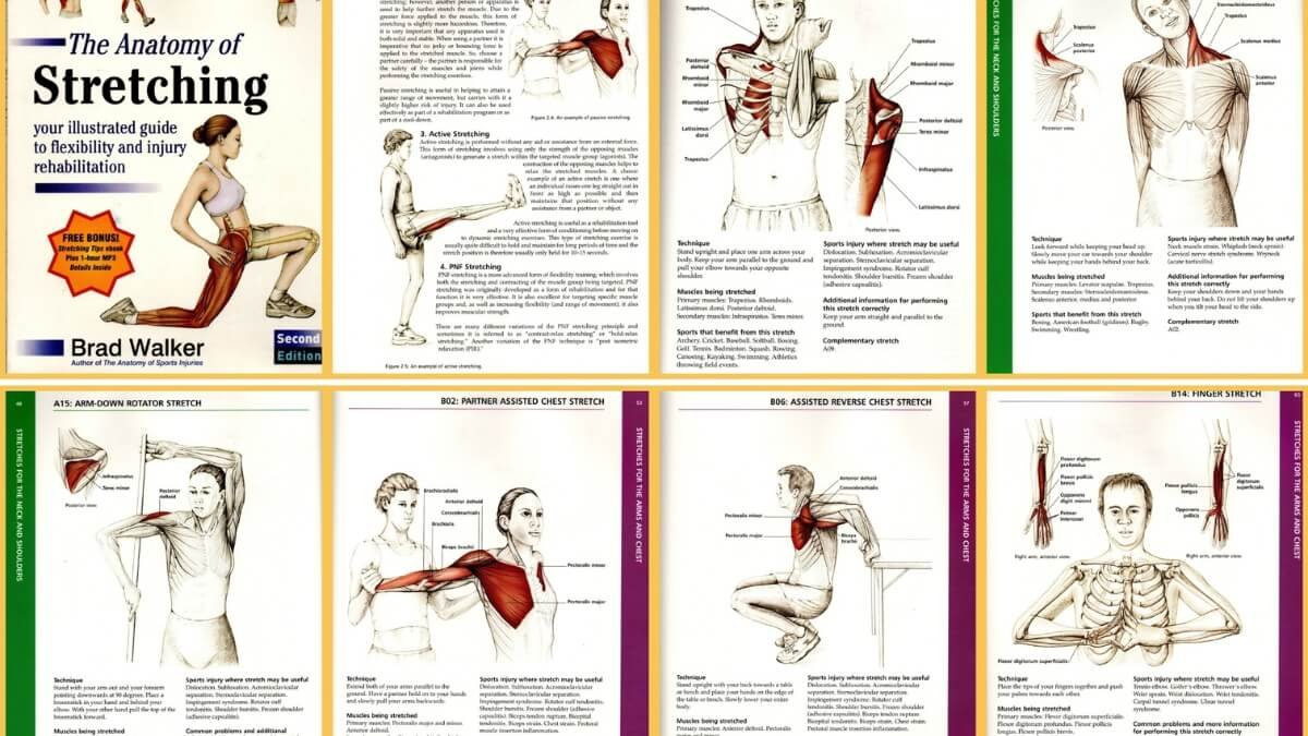 Geriausios Knygos Apie Statinius Tempimo Pratimus. Pateiktos iliustracijos iš knygos The Anatomy of Stretching: Your Illustrated Guide to Flexibility and Injury Rehabilitation.