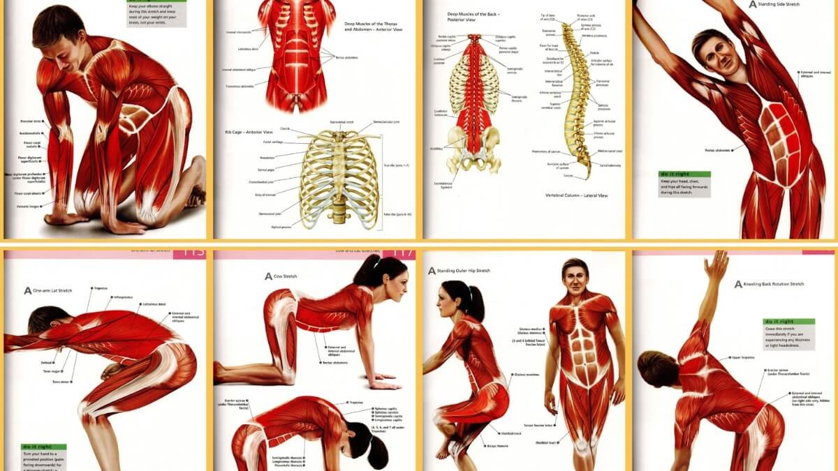 Apžvelgiamos geriausios nėščiųjų masažo knygos "Pre- and Perinatal Massage Therapy: A Comprehensive Guide to Prenatal, Labor and Postpartum Practice", taip pat pristatomos iliustracijos iš šios knygos.