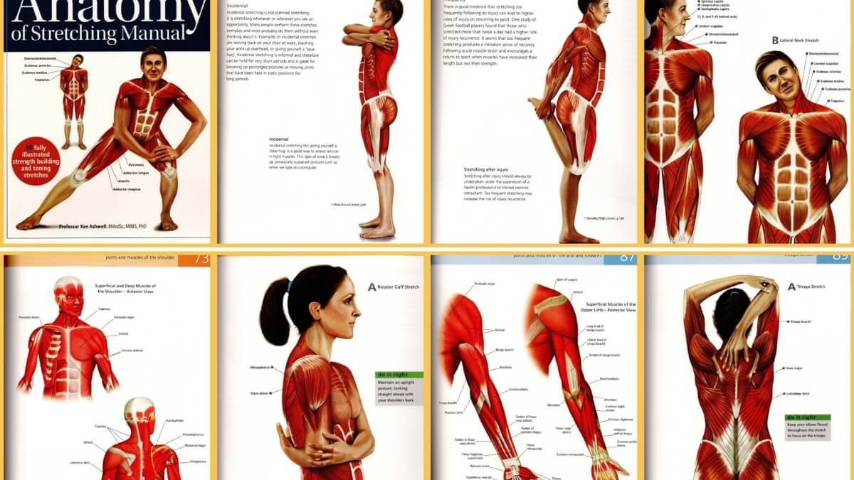 Apžvelgiamos geriausios nėščiųjų masažo knygos pirmoji knyga Pre- and Perinatal Massage Therapy: A Comprehensive Guide to Prenatal, Labor and Postpartum Practice ir pavaizduotos iliustracijos iš šios knygos.
