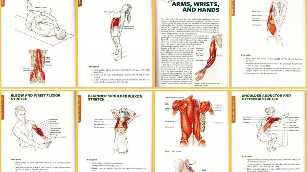 Apžvelgiamos geriausios knygos apie statinius tempimo pratimus. Iliustracijos pateiktos yra iš knygos „Stretching Anatomy“, trečiasis leidimas.