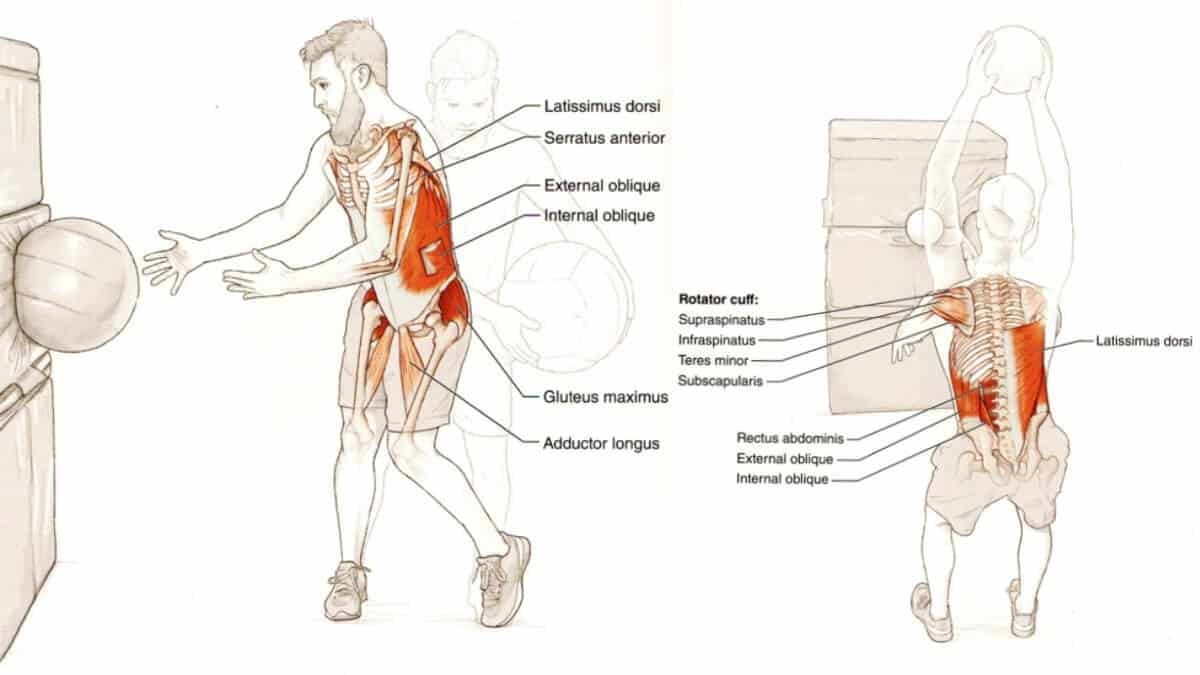 Medicininio Kamuolio Pratimų Veiksmingumas (Medicine Ball). Pateikta iliustracija iš knygos Functional Training Anatomy.