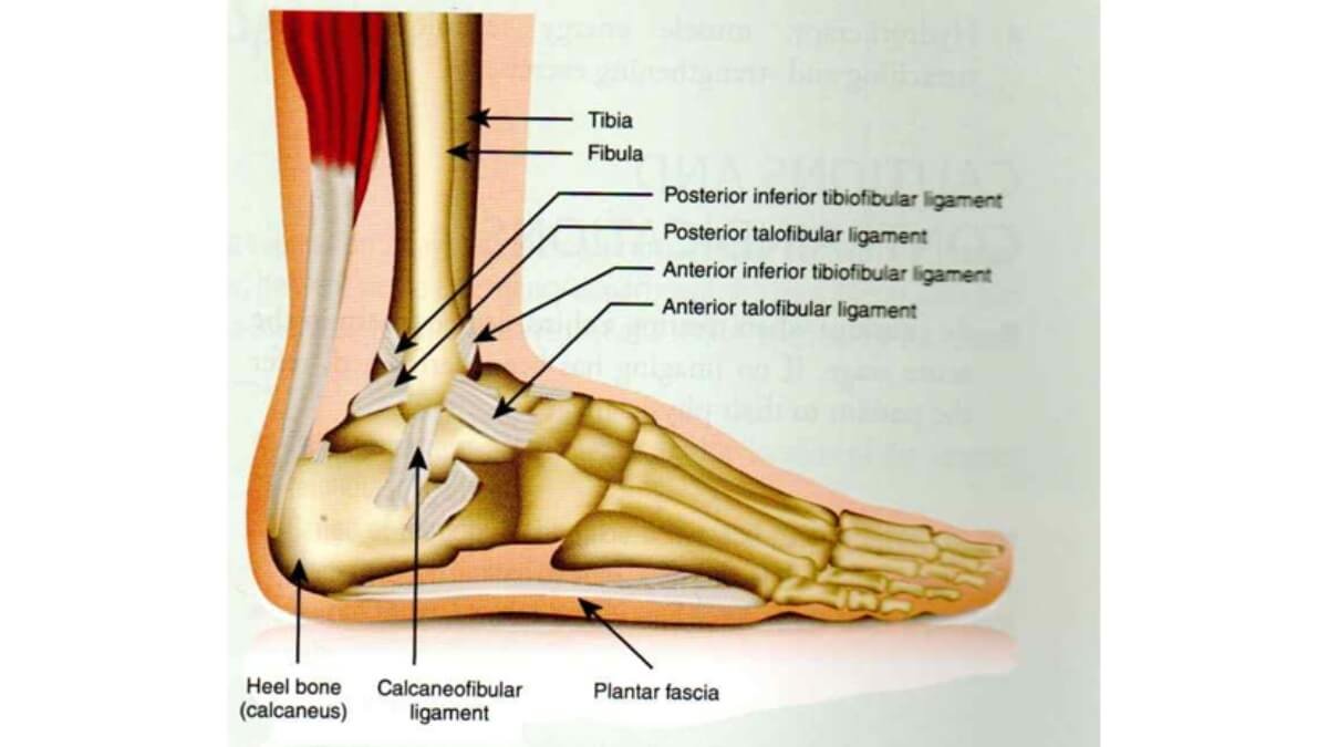 Masažas Esant Žmogaus Imunodeficito Virusinei Infekcijai. Pateikta masažo spaudimo iliustracija iš knygos  Mosbys’s Patalogy for Massage Professionals Fifth Edition.