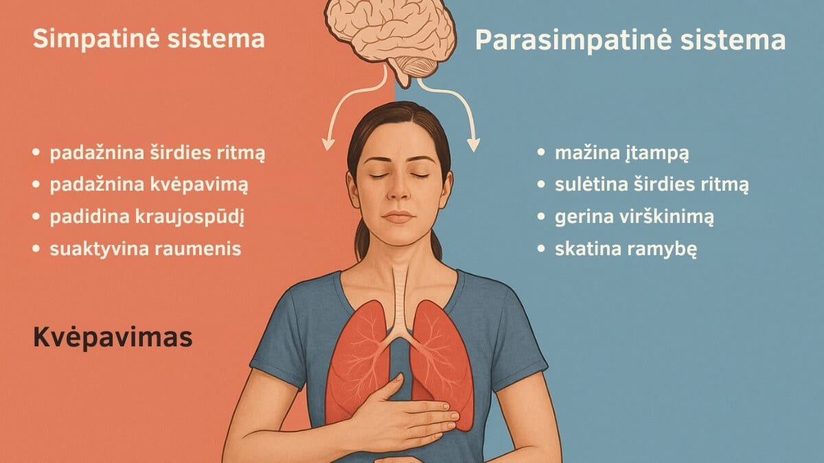 Ai Chi Vandens Mankšta Sveikatai Ir Reabilitacijai. Iliustracija perteikia, kaip Ai Chi veikia kvėpavimas ir autonominę nervų sistemą.