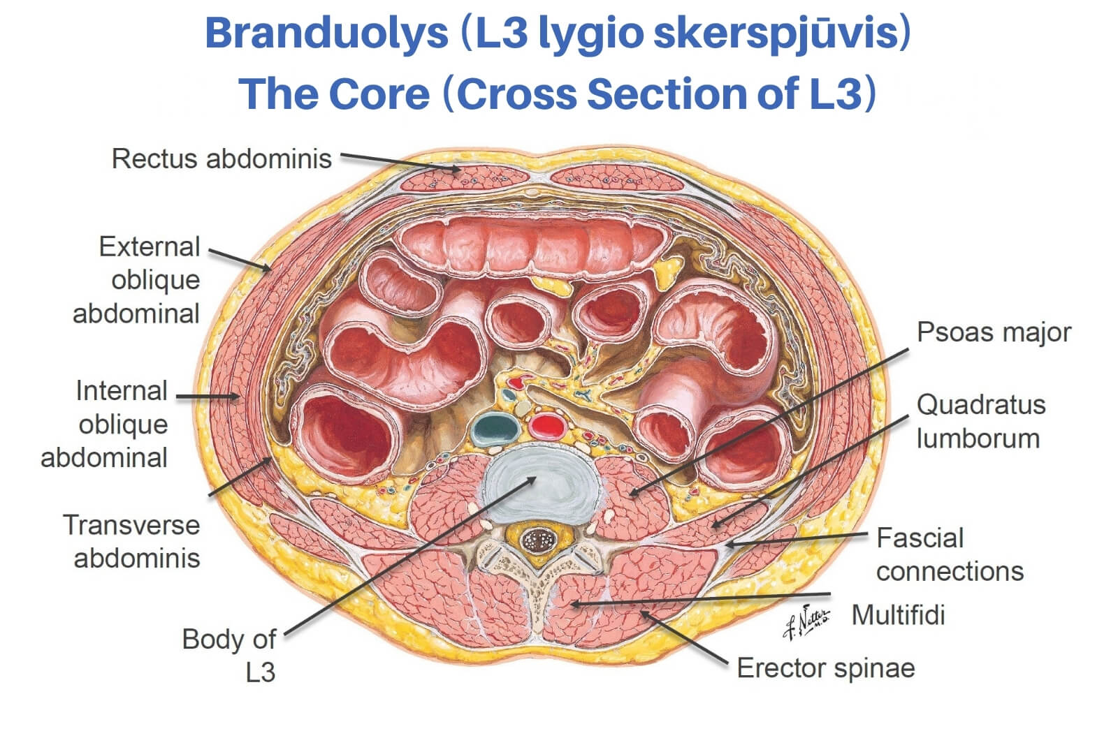 Šerdies Stiprinimas Palyginti Su Stuburo Stabilizavimu Šerdies Stiprinimas Palyginti Su Stuburo Stabilizavimu. L3 lygio liemens skerspjūvio anatominė schema su pažymėtais pilvo, nugaros ir giliaisiais stuburo stabilizuojančiais raumenimis.
