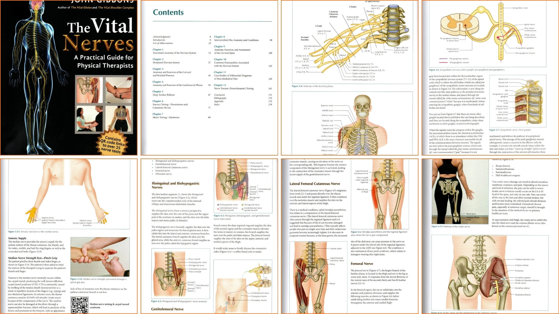 Knygos The Vital Nerves: A Practical Guide for Physical Therapist Apžvalga Knygos The Vital Nerves: A Practical Guide for Physical Therapist Apžvalga. Knygos „The Vital Nerves: A Practical Guide for Physical Therapists“ viršelis su žmogaus nervų sistemos iliustracija.