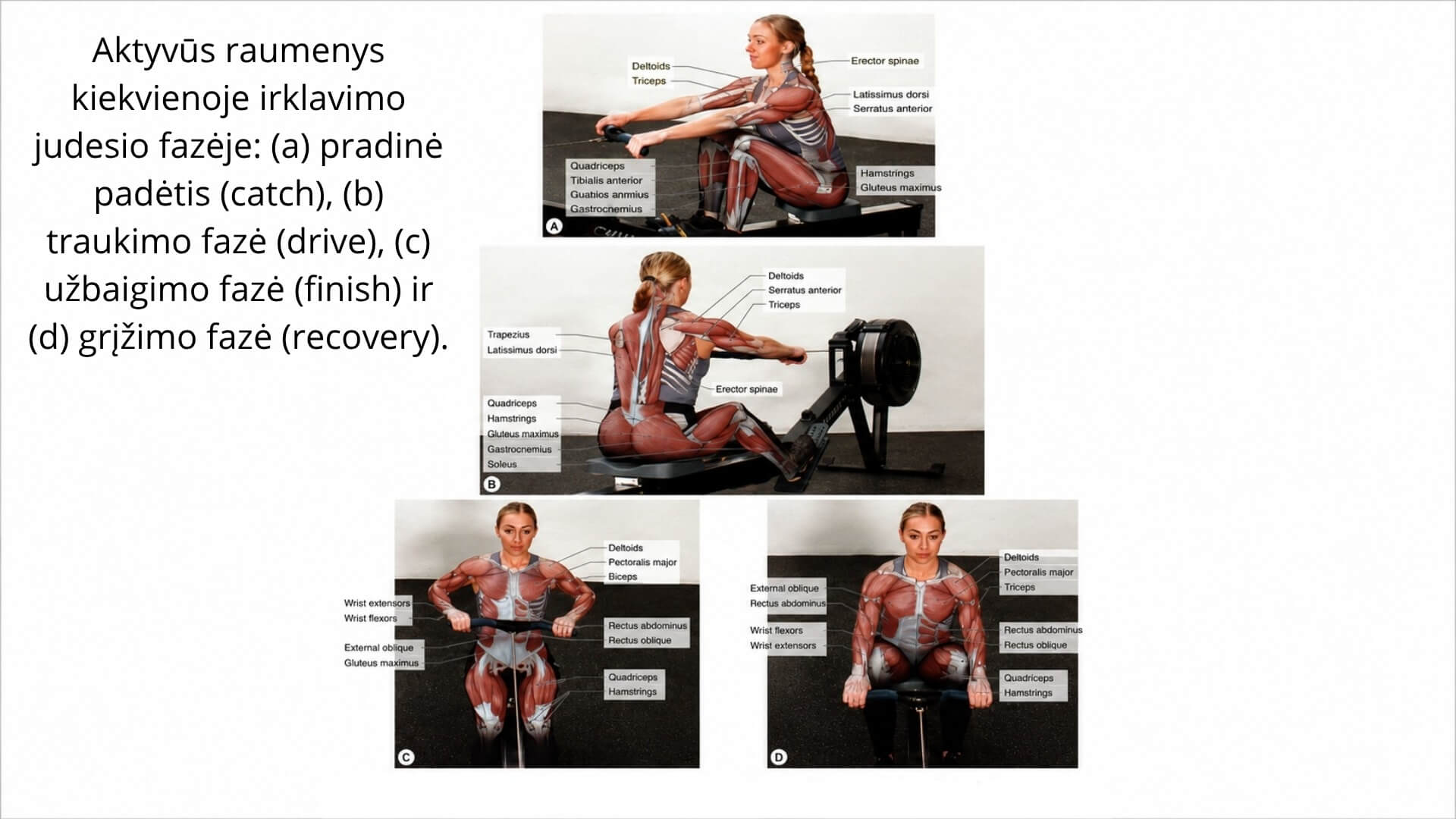 sackjasbvjhasghas (12) Irklavimo Treniruotės Nauda (Rowing Workout Benefits). Schema vaizduoja aktyvius raumenis kiekvienoje irklavimo judesio fazėje – nuo pradinės padėties iki grįžimo. Irklavimas aktyvina kojų, nugaros, liemens, pečių ir rankų raumenis, stiprindamas visą kūną.