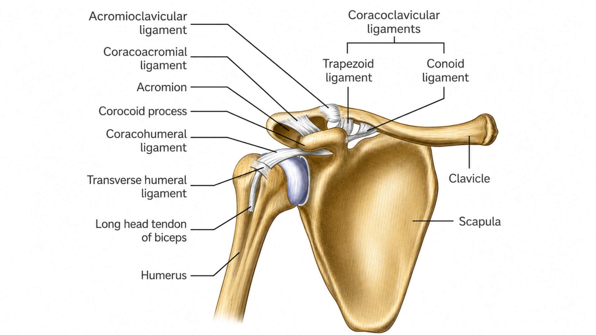 Akromioklavikulinio Sąnario Testavimas (Acromioclavicular Joint Test) Akromioklavikulinio Sąnario Testavimas (Acromioclavicular Joint Test). Akromioklavikulinio sąnario ir peties srities anatomijos iliustracija, kurioje pavaizduoti raktikaulis, mentė, žastikaulis, mentės petinė ir snapinė ataugos, akromioklavikulinis, snapinis–raktikaulio ir kiti peties raiščiai.