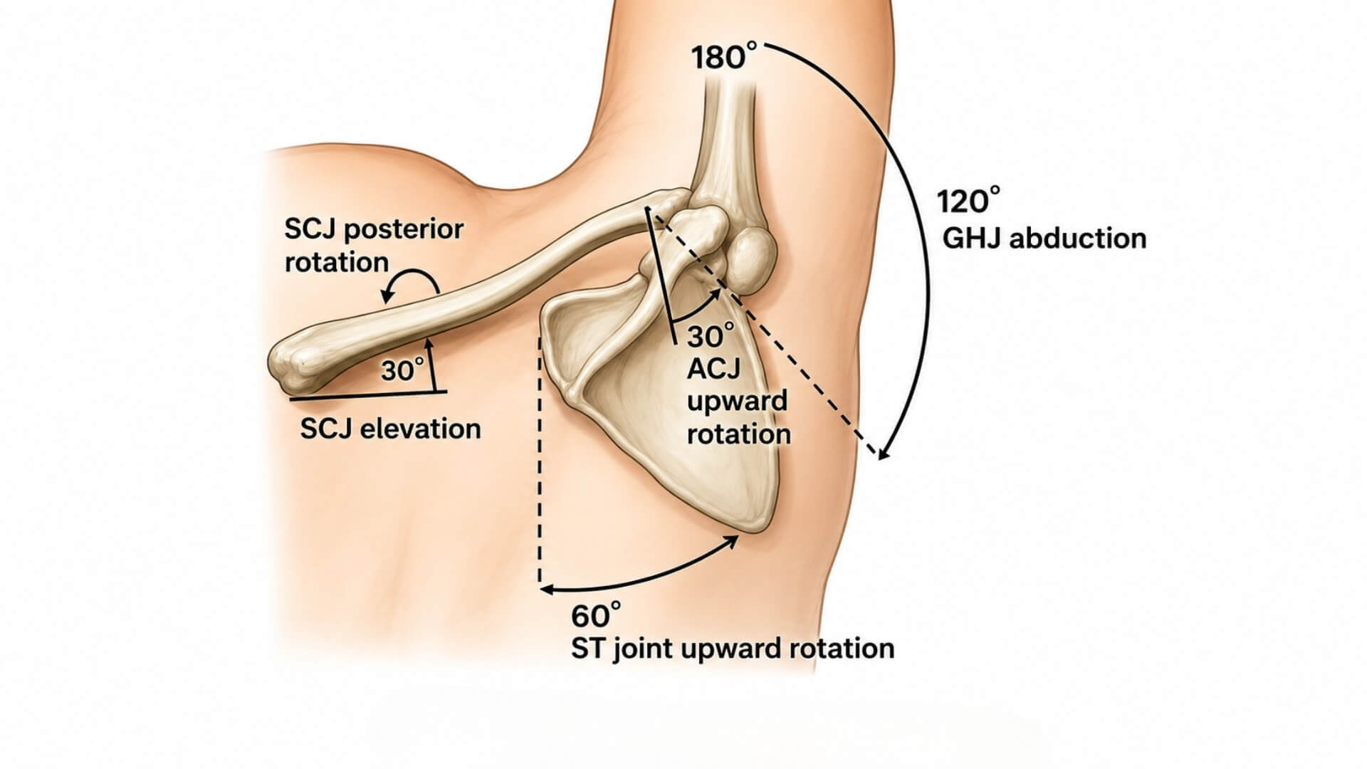 Mentės–Krūtinės Ląstos Sąnario Testas (Scapulothoracic Joint Test) Mentės–Krūtinės Ląstos Sąnario Testas (Scapulothoracic Joint Test). Mentės–žastikaulio ritmas: 60° mentės rotacija, 120° žastikaulio–mentės sąnario atitraukimas ir 30° raktikaulio sąnarių judesiai.